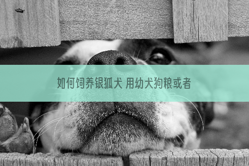 如何饲养银狐犬 用幼犬狗粮或者幼犬羊奶粉喂狗_解析12星女怎么追