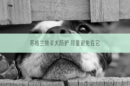 苏格兰牧羊犬防护 尽量避免在它吃东西时靠近