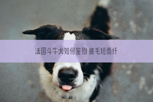 法国斗牛犬如何鉴别 披毛短而纤细并富有光泽