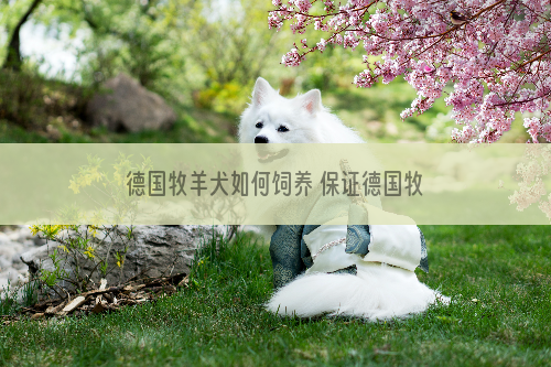 德国牧羊犬如何饲养 保证德国牧羊犬的营养需求