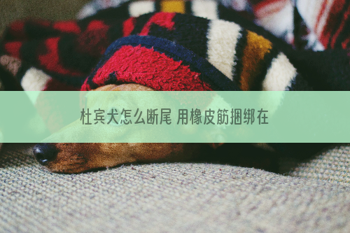 杜宾犬怎么断尾 用橡皮筋捆绑在要断尾的位置_解析12星女怎么追