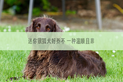 迷你银狐犬好养不 一种温顺且非常好养的狗狗