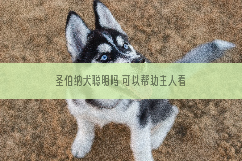 圣伯纳犬聪明吗 可以帮助主人看宝宝还能放羊