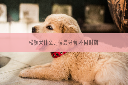 松狮犬什么时候最好看 不同时期都会有变化