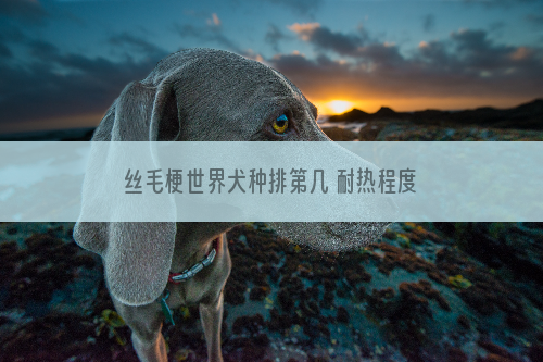 丝毛梗世界犬种排第几 耐热程度可以排第一_柴犬咬,防止,怎么办,简单,可以