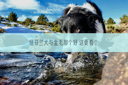 纽芬兰犬与金毛那个好 这要看个人的喜好和用途_柴犬咬,防止,怎么办,简单,可以