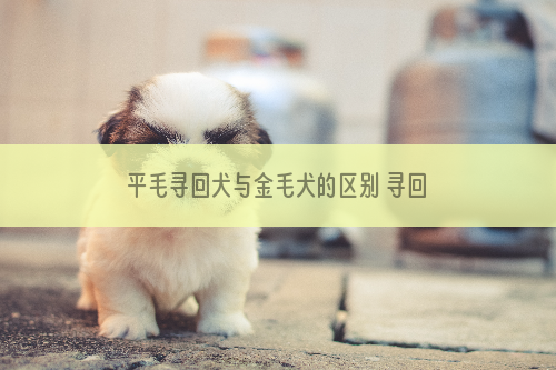 平毛寻回犬与金毛犬的区别 寻回犬侧面轮廓平滑