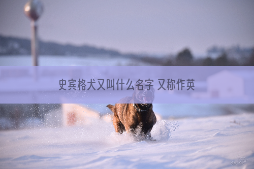 史宾格犬又叫什么名字 又称作英国激飞猎犬_柴犬咬,防止,怎么办,简单,可以