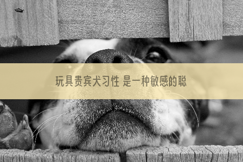 玩具贵宾犬习性 是一种敏感的聪明的狗