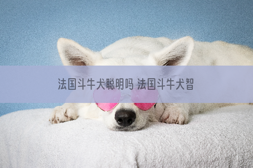 法国斗牛犬聪明吗 法国斗牛犬智商并不高