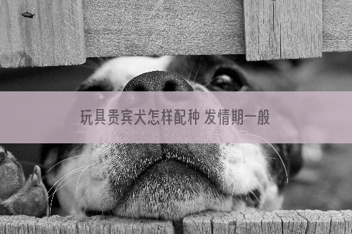 玩具贵宾犬怎样配种 发情期一般以母犬较明显_解析12星女怎么追