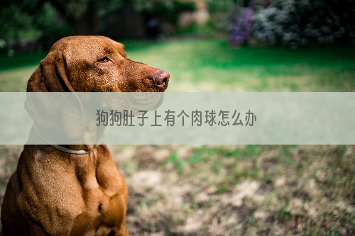 狗狗肚子上有个肉球怎么办