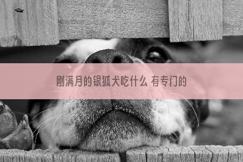 刚满月的银狐犬吃什么 有专门的断奶狗粮_股票投资,2021年股票投资方向