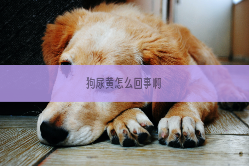 狗尿黄怎么回事啊