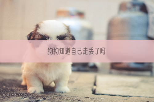 狗狗知道自己走丢了吗