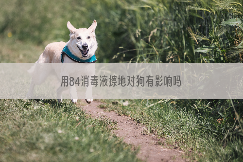 用84消毒液擦地对狗有影响吗