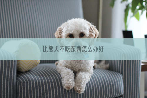 比熊犬不吃东西怎么办好