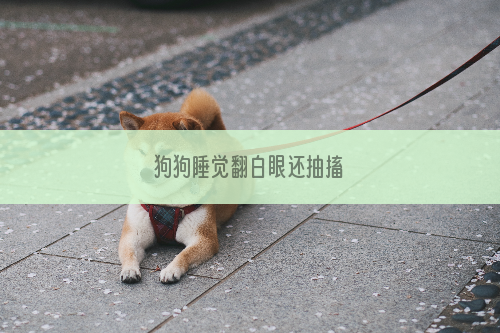 狗狗睡觉翻白眼还抽搐