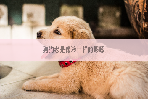 狗狗老是像冷一样的哆嗦