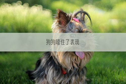 狗狗噎住了表现