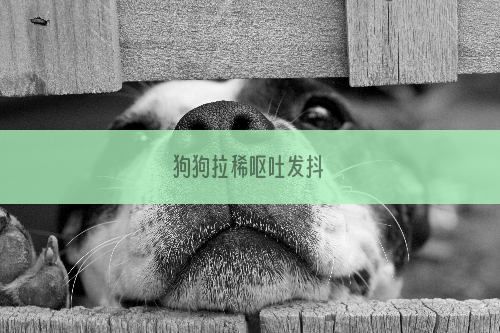 狗狗拉稀呕吐发抖