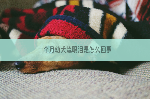 一个月幼犬流眼泪是怎么回事