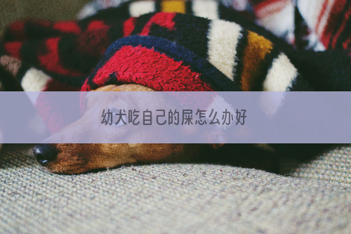 幼犬吃自己的屎怎么办好