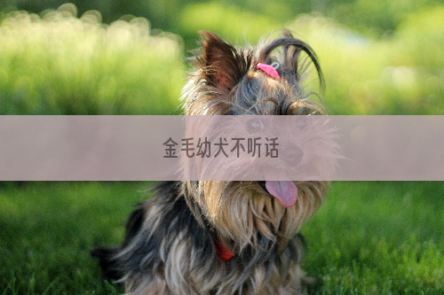 金毛幼犬不听话