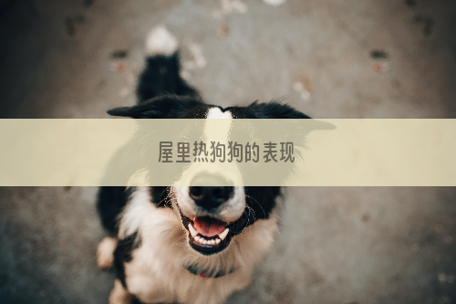 屋里热狗狗的表现