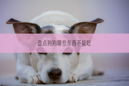 盘点狗狗哪些东西不能吃