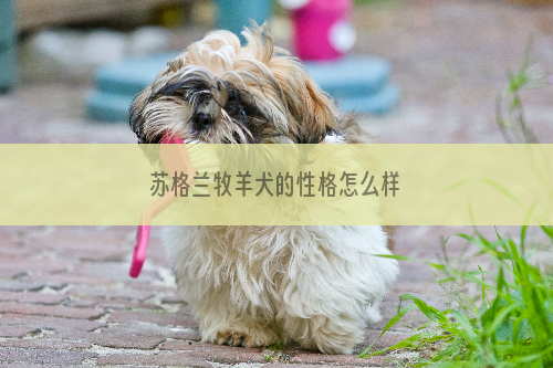 苏格兰牧羊犬的性格怎么样