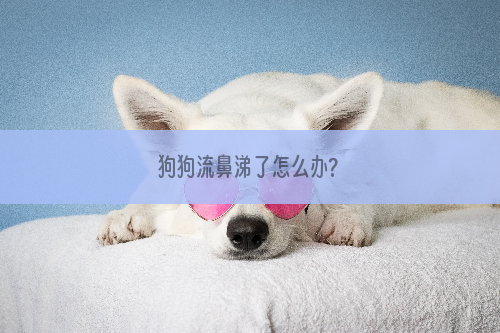 狗狗流鼻涕了怎么办?