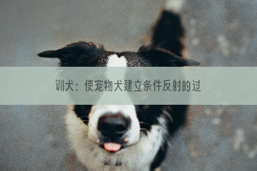 训犬：使宠物犬建立条件反射的过程
