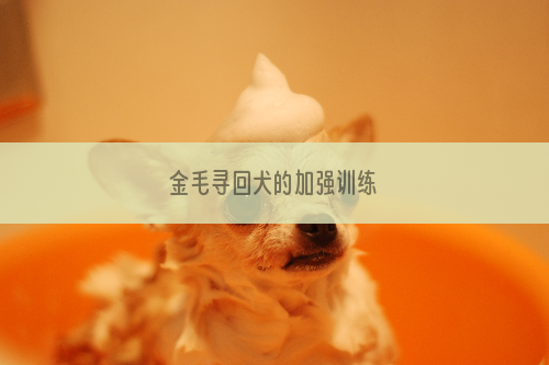 金毛寻回犬的加强训练