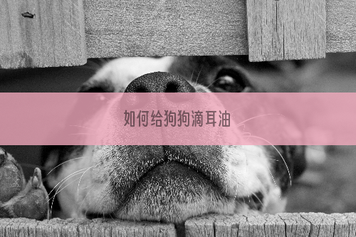 如何给狗狗滴耳油
