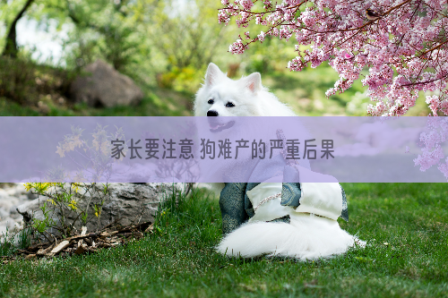 家长要注意 狗难产的严重后果