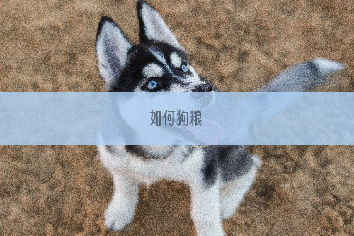 如何狗粮
