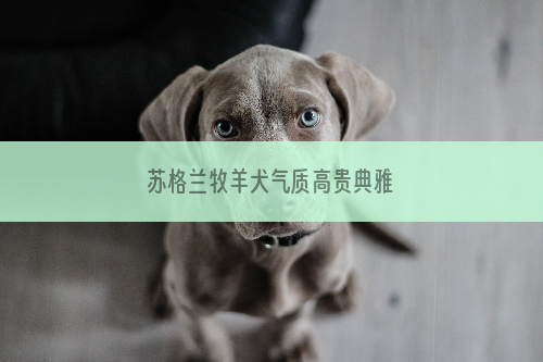 苏格兰牧羊犬气质高贵典雅