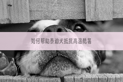 如何帮助泰迪犬抵抗高温酷暑
