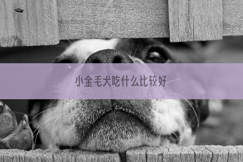 小金毛犬吃什么比较好