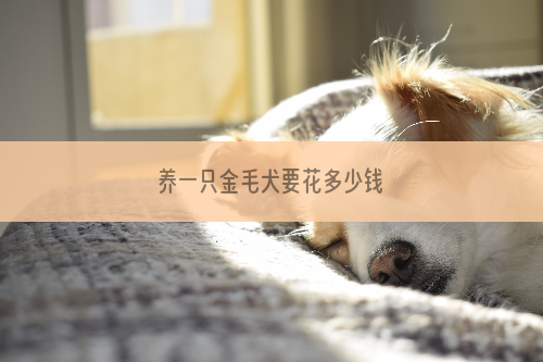 养一只金毛犬要花多少钱