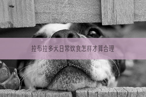 拉布拉多犬日常饮食怎样才算合理