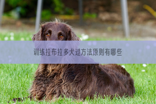 训练拉布拉多犬过方法原则有哪些