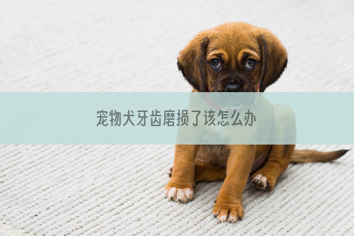 宠物犬牙齿磨损了该怎么办