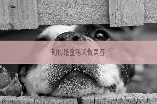 如何给金毛犬做美容