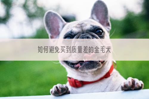 如何避免买到质量差的金毛犬