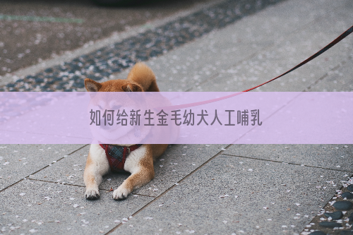 如何给新生金毛幼犬人工哺乳