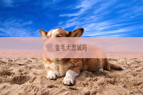 金毛犬忠诚吗