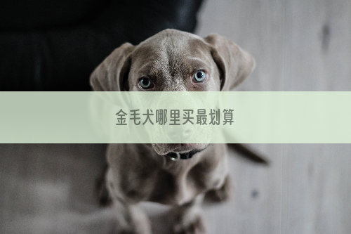 金毛犬哪里买最划算