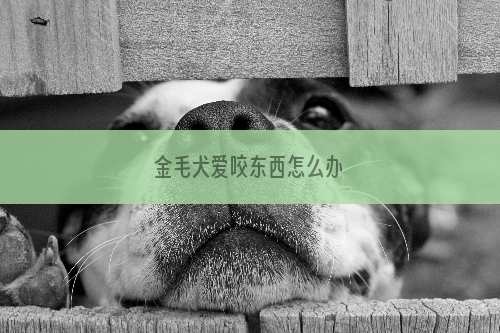 金毛犬爱咬东西怎么办